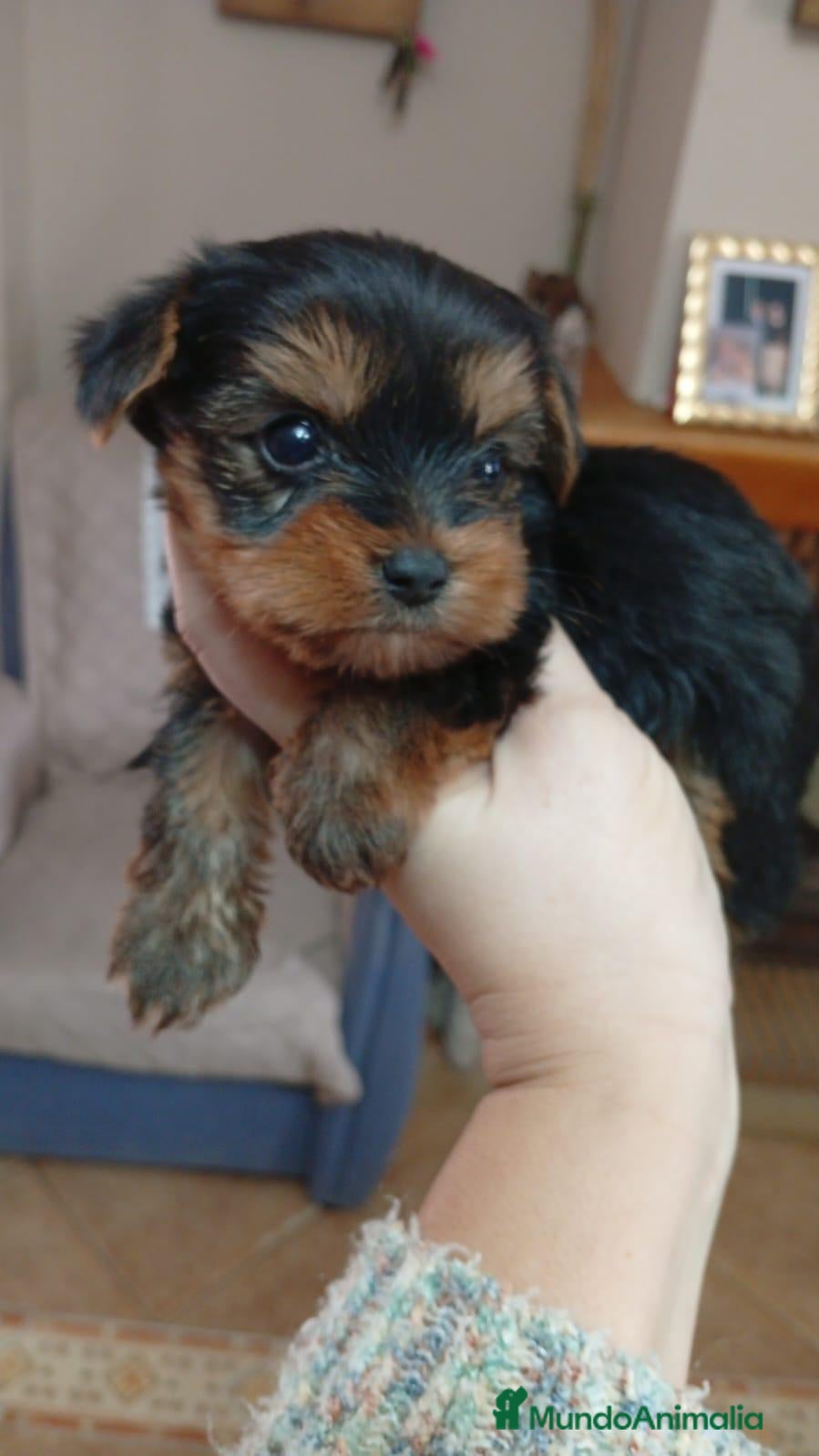 Yorkshire Terrier perros Yorkshire Terrier  - Anuncio 3