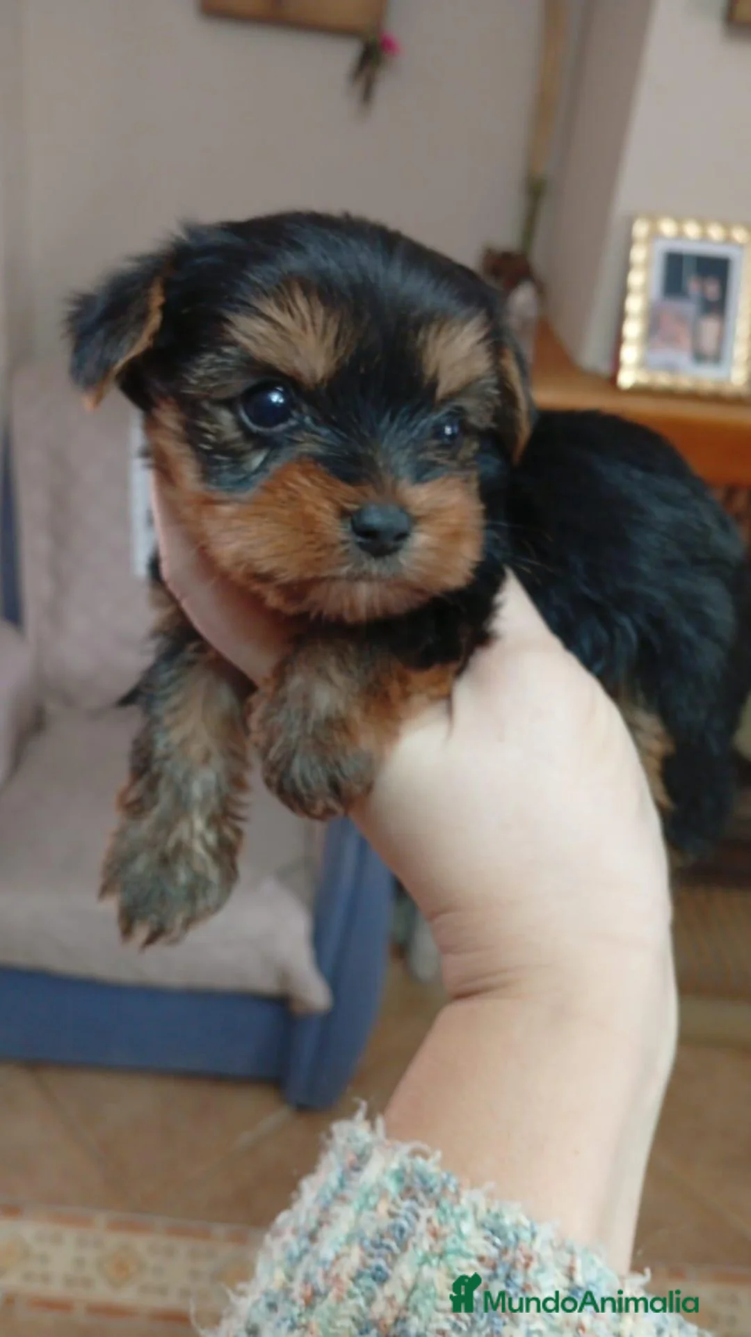 Yorkshire Terrier perros en venta: Yorkshire Terrier  - Anuncio 1