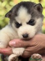 Husky Siberiano Cachorro 7