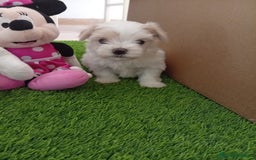 Bichón Maltés perros en venta: PRECIOSA PAREJA MINI - Imagen 1
