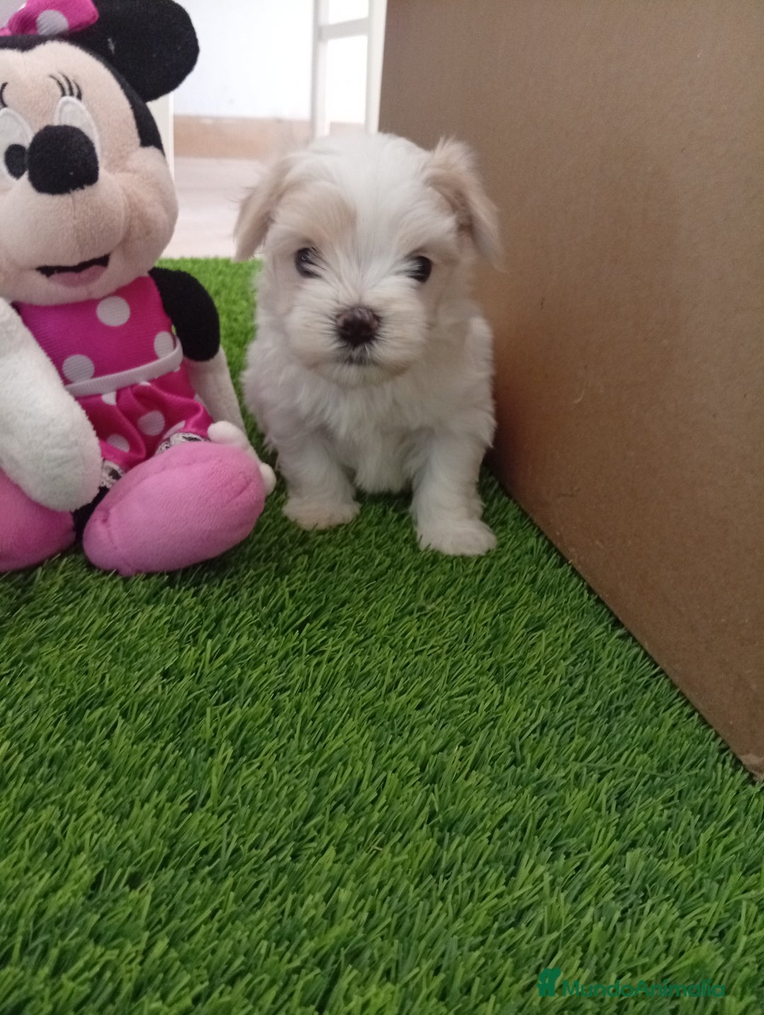 Bichón Maltés perros en venta: PRECIOSA PAREJA MINI - Imagen 1