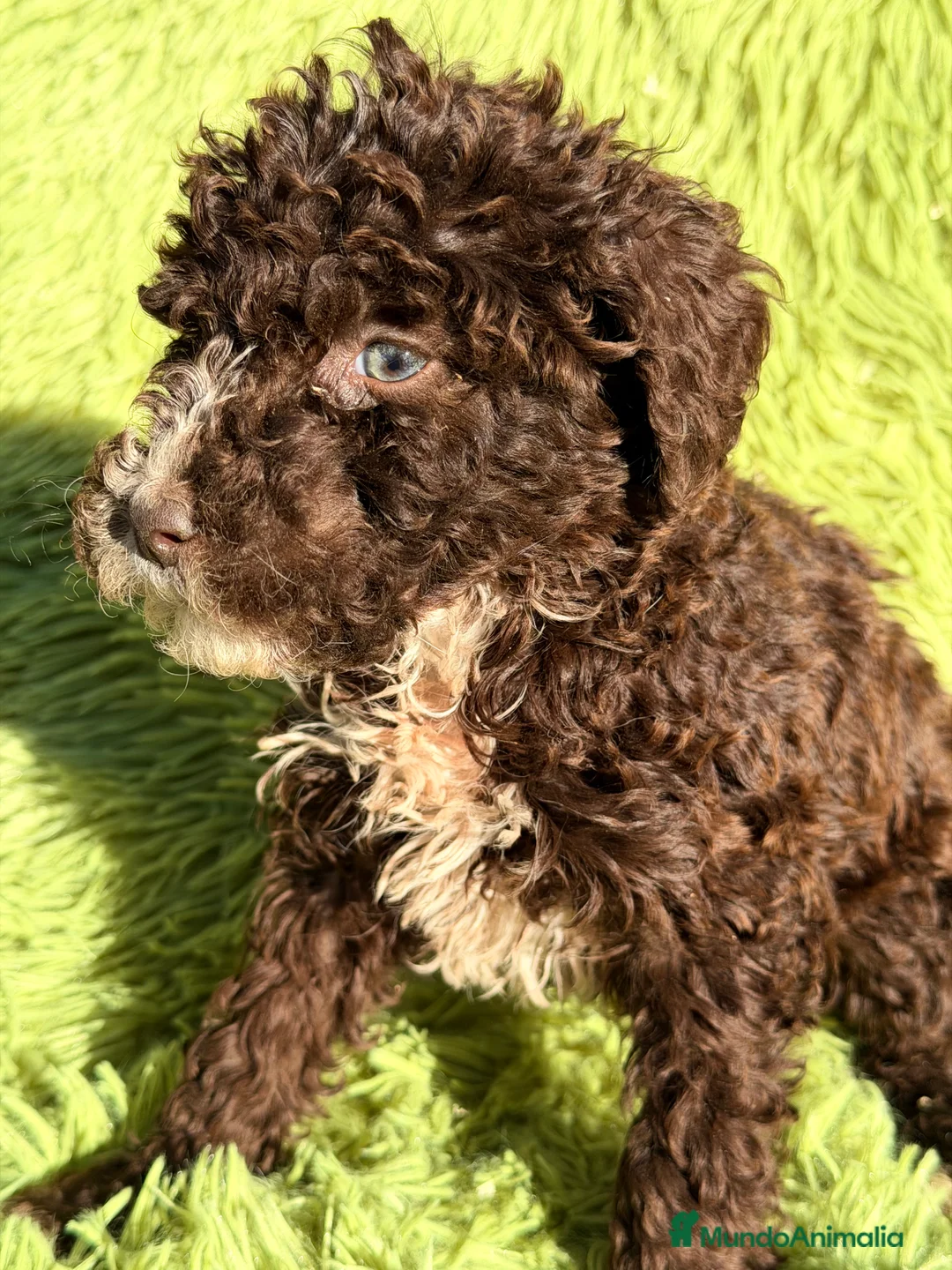 Perro de Agua Español perros en venta: Pdae chocolate ojo azul  - Anuncio 3