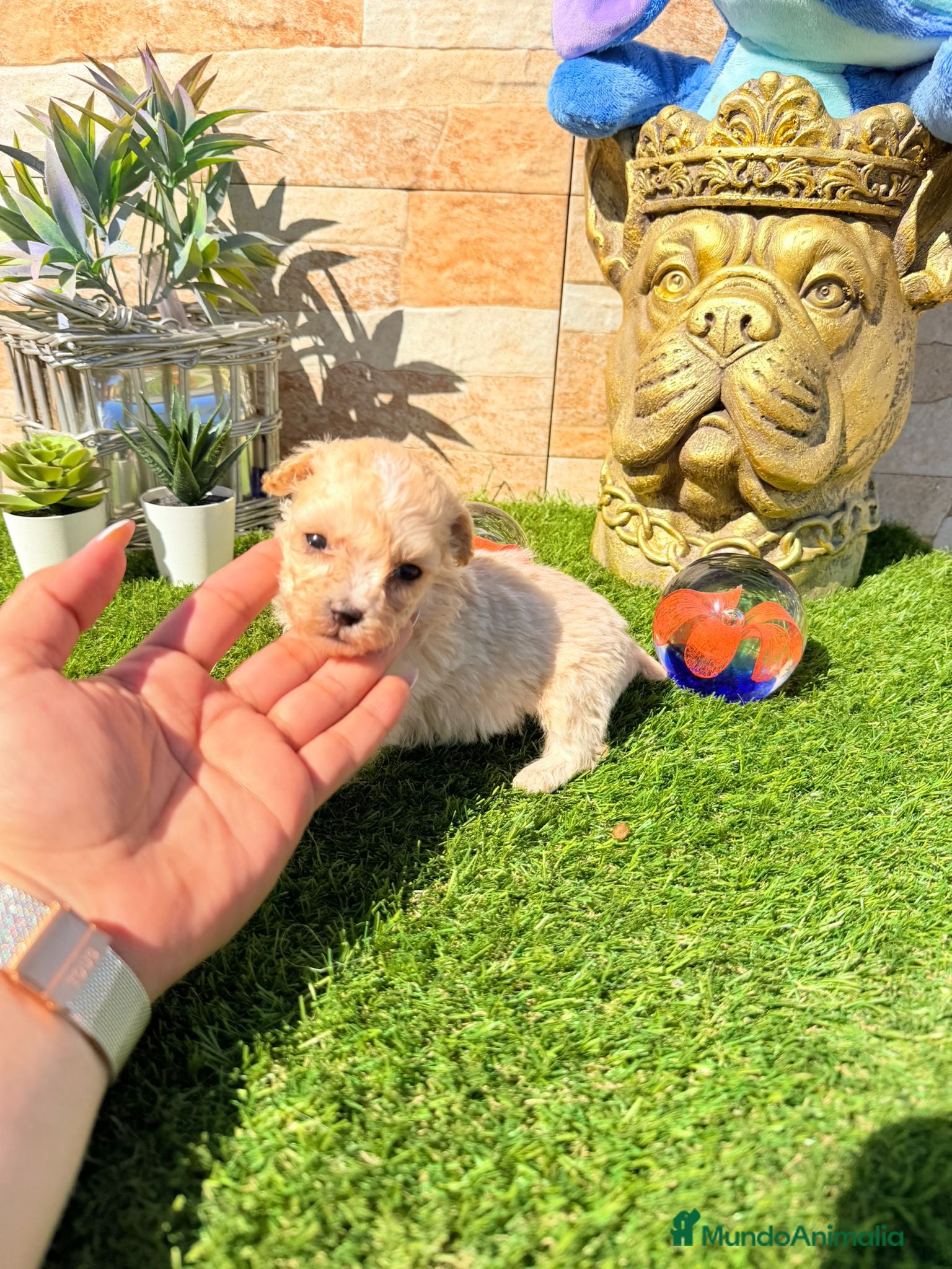 Maltipoo perros Maltipoo - Anuncio 1