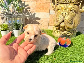 Maltipoo perros Maltipoo - Anuncio 1