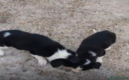 Border Collie perros en venta: Border collie Ultimas 2 hembras  - Imagen 5