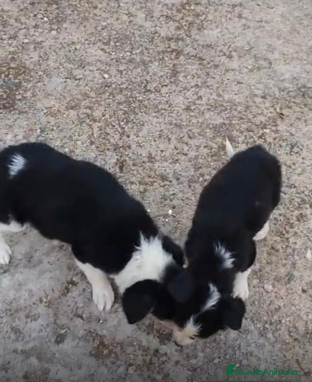Border Collie perros en venta: Border collie Ultimas 2 hembras  - Imagen 5