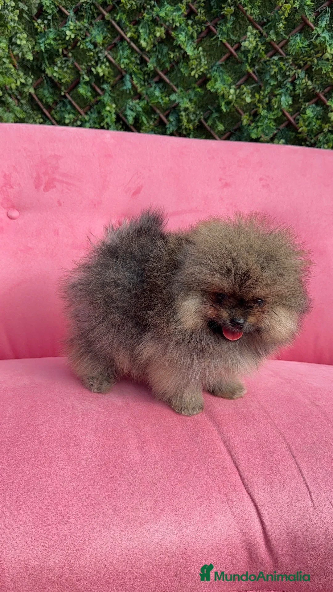 Pomerania perros en venta: Espectacular Pomerania  - Anuncio 1