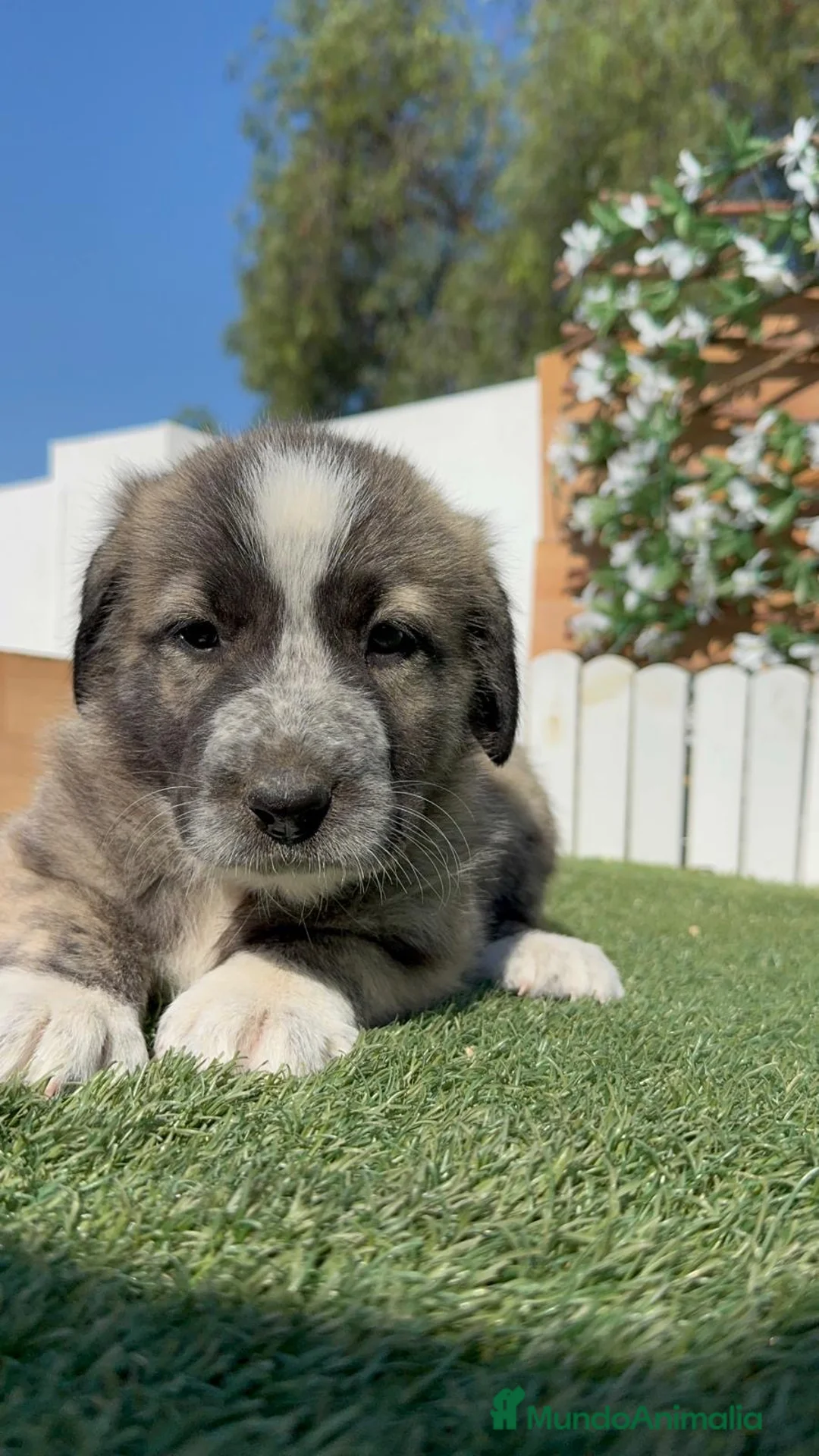 Mastín Español perros en venta: MASTIN ESPAÑOL - Anuncio 2
