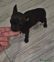 Chihuahua perros - Anuncio 2