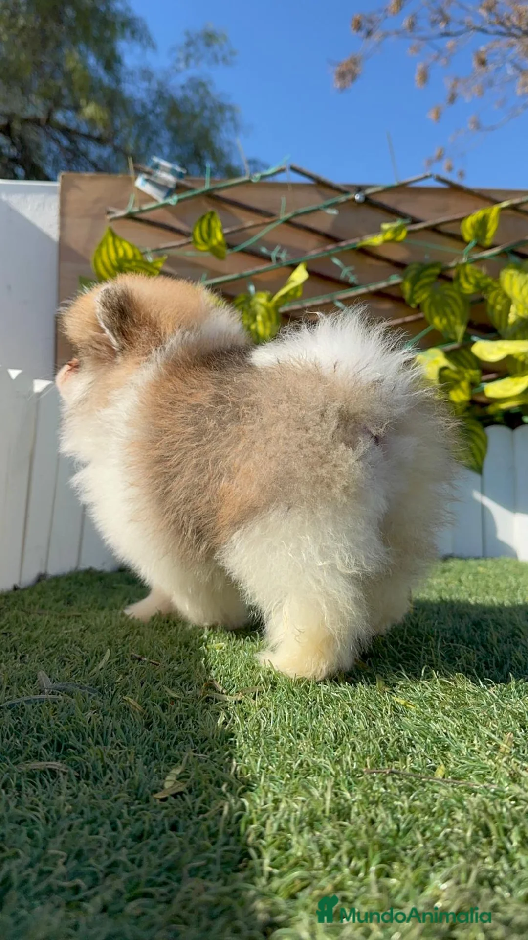 Pomerania perros en venta: POMERANIA - Anuncio 23