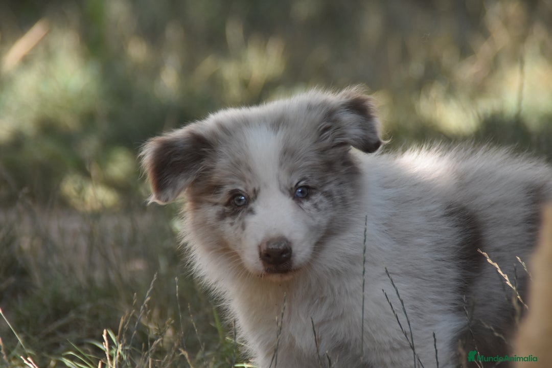 Border Collie perros en venta: cachorro rojo mirlo de Border Collie - Imagen 3