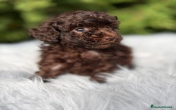 Maltipoo perros en venta: Maltipoo chocolate - Anuncio 9