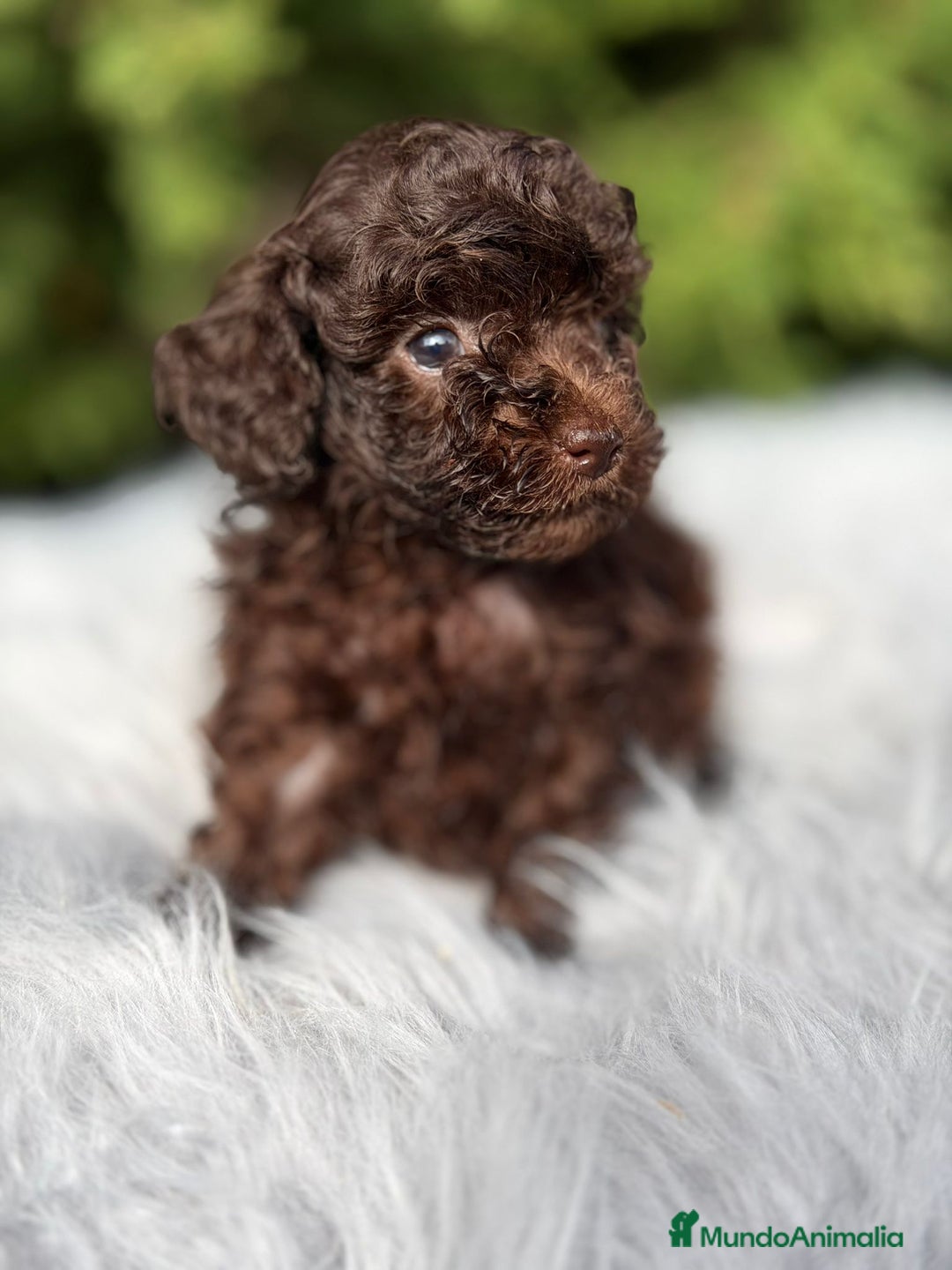 Maltipoo perros en venta: Maltipoo chocolate - Anuncio 9