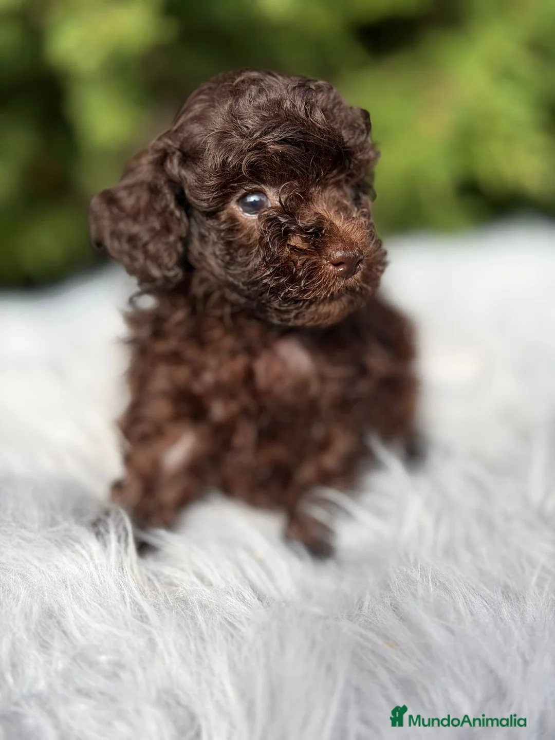 Maltipoo perros en venta: Maltipoo chocolate - Anuncio 9