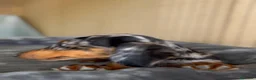 Teckel Miniatura perros en venta: Cachorro teckel arlequín plata - Anuncio 2