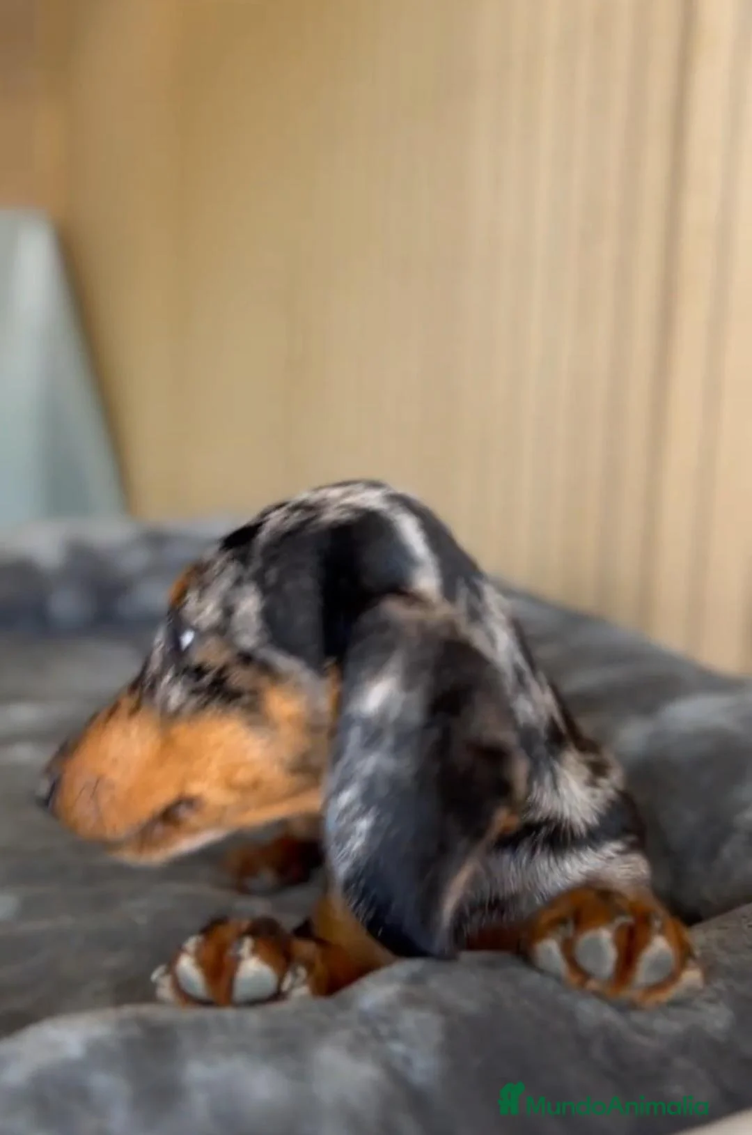 Teckel Miniatura perros en venta: Cachorro teckel arlequín plata - Anuncio 2