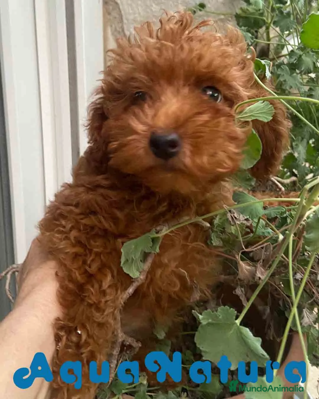 Caniche Enano perros en venta: Caniche Hembra de Bella y Can 2024 AQUANATURA - Anuncio 3