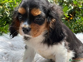 Cavalier King Charles Spaniel perros - Anuncio 41