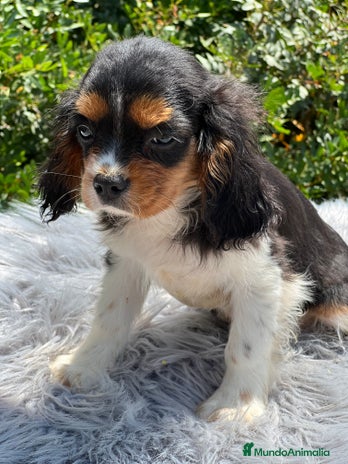 Cavalier King Charles Spaniel perros - Anuncio 13