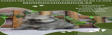 Pomerania Cachorro 8