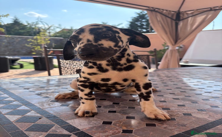 Dálmata perros - Anuncio 1