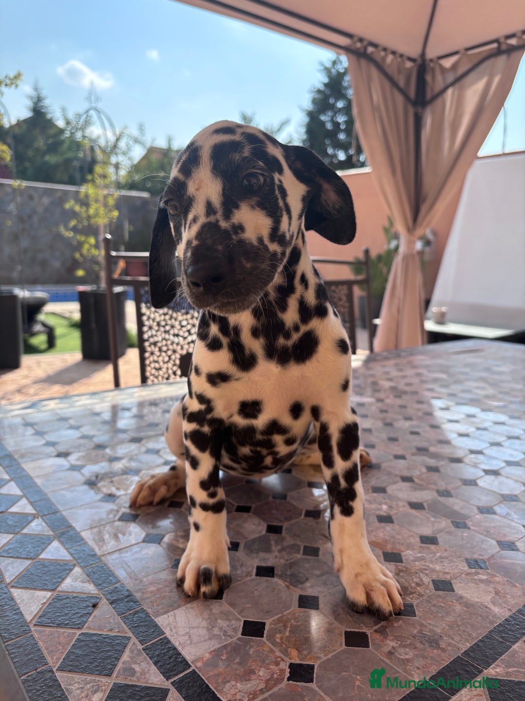 Dálmata perros en venta: Dalmata - Imagen 1