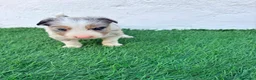 Border Collie perros en venta: Border Collie tri merle blue choco - Anuncio 4