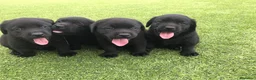 Labrador Retriever perros en venta: Cachorros labrador negro con pedigree  - Anuncio 7