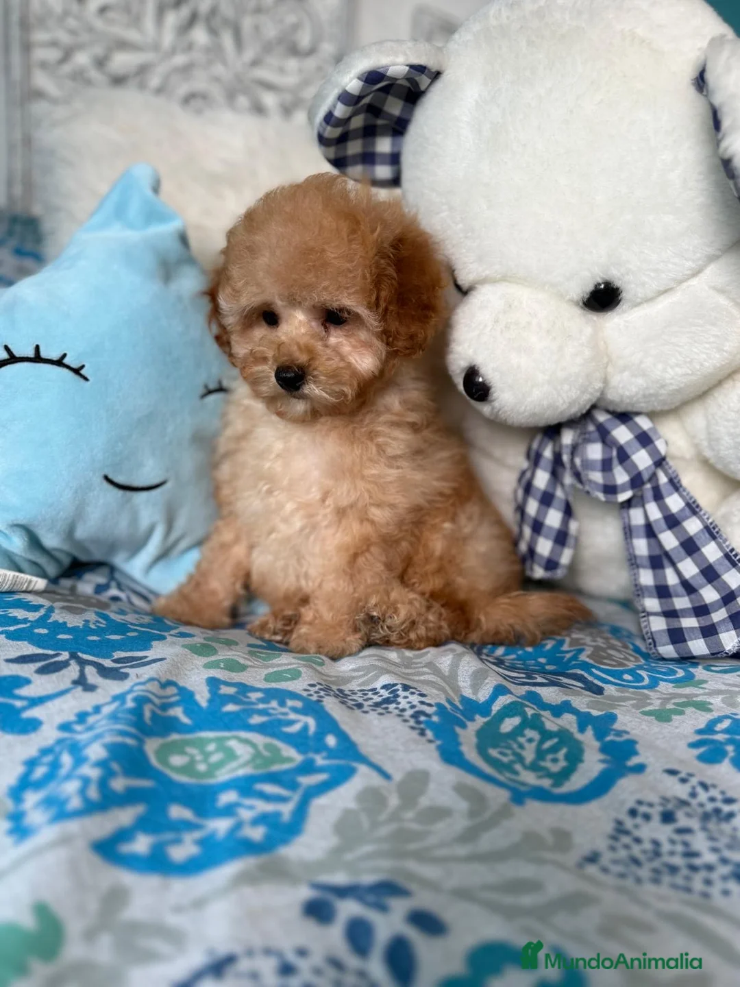 Caniche Toy perros en venta: Caniche Toy Apricot listos para entregar!! - Anuncio 6