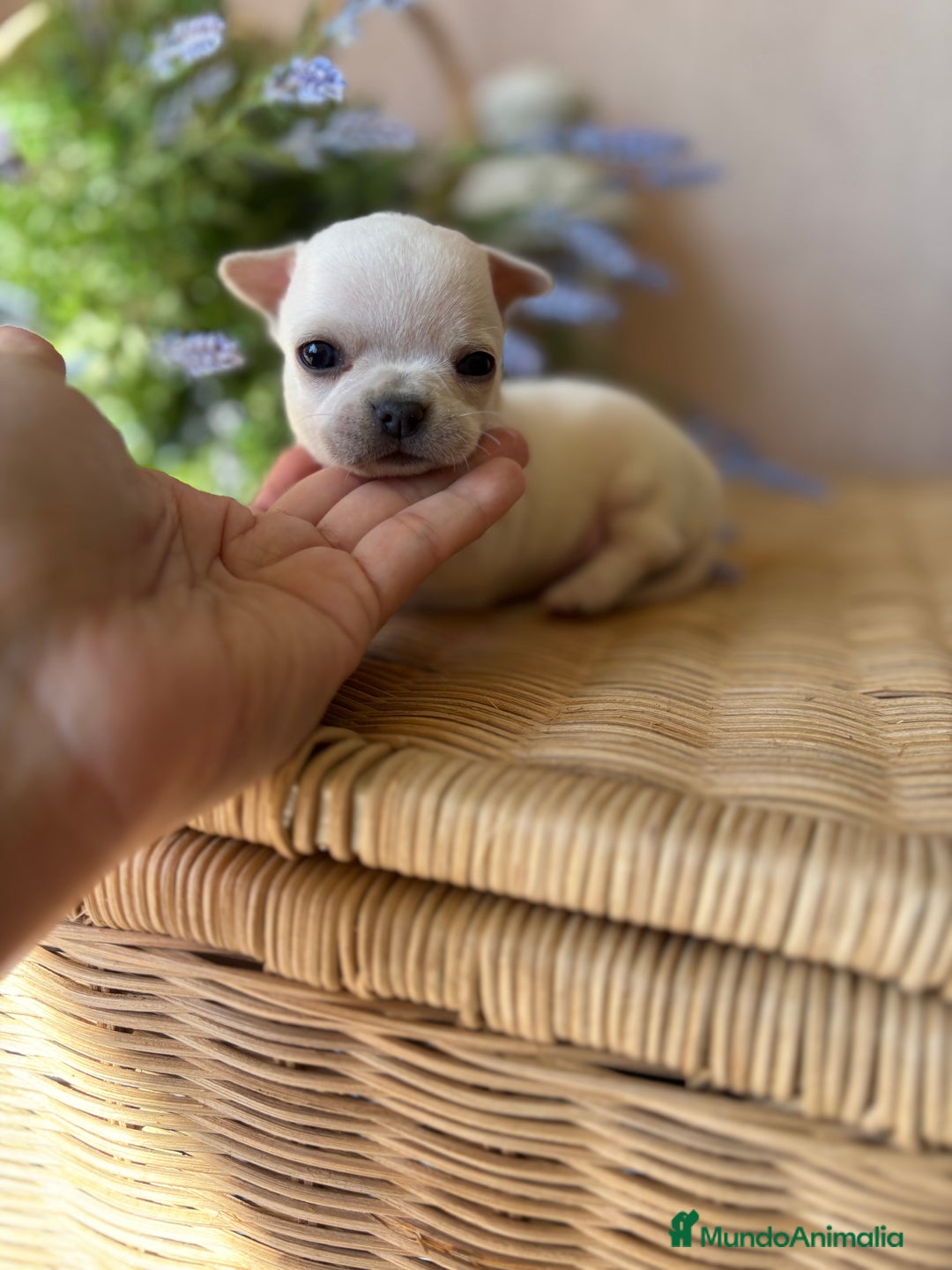Chihuahua perros en venta: Chihuahua toy precioso cabeza manzana!! - Imagen 2