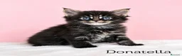 Maine Coon gatos en venta: GATITOS MAINE COON - Anuncio 1
