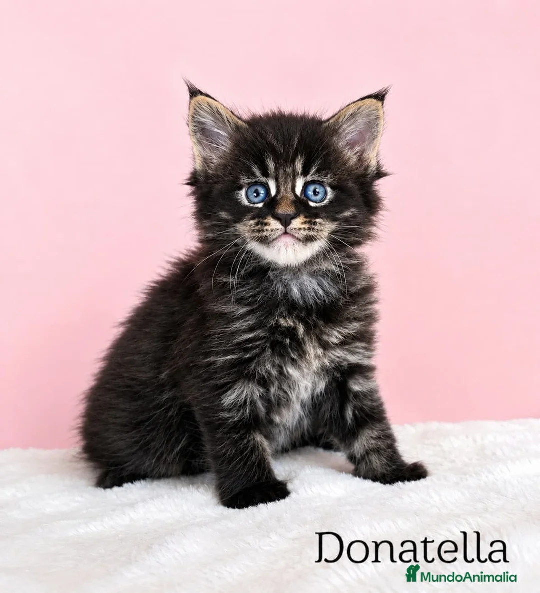 Maine Coon gatos en venta: GATITOS MAINE COON - Anuncio 1