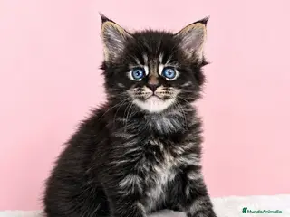 Maine Coon gatos GATITOS MAINE COON - Anuncio 3