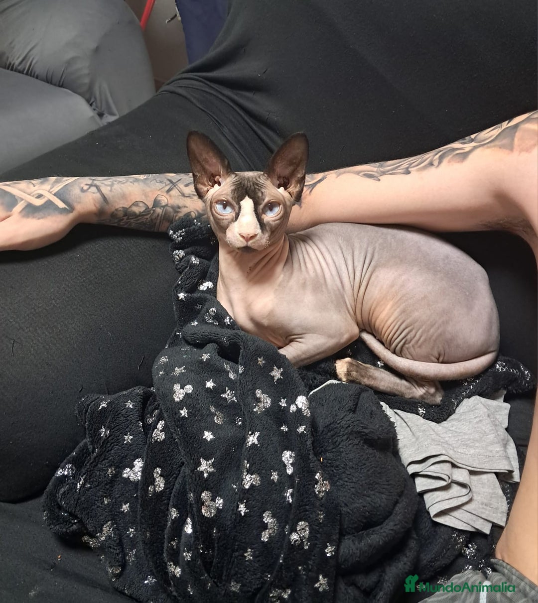 Sphynx gatos en venta: Gato egipcio  - Anuncio 3