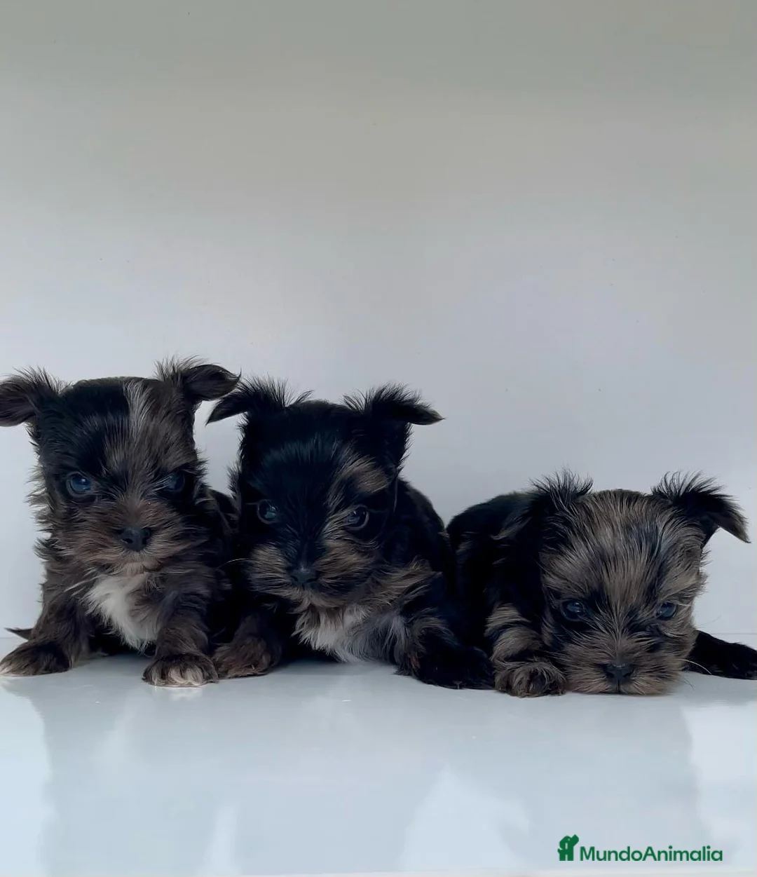 Yorkshire Terrier perros en venta: Exclusivos Yorkshire Bluemerle Toy en Badajoz - Anuncio 2