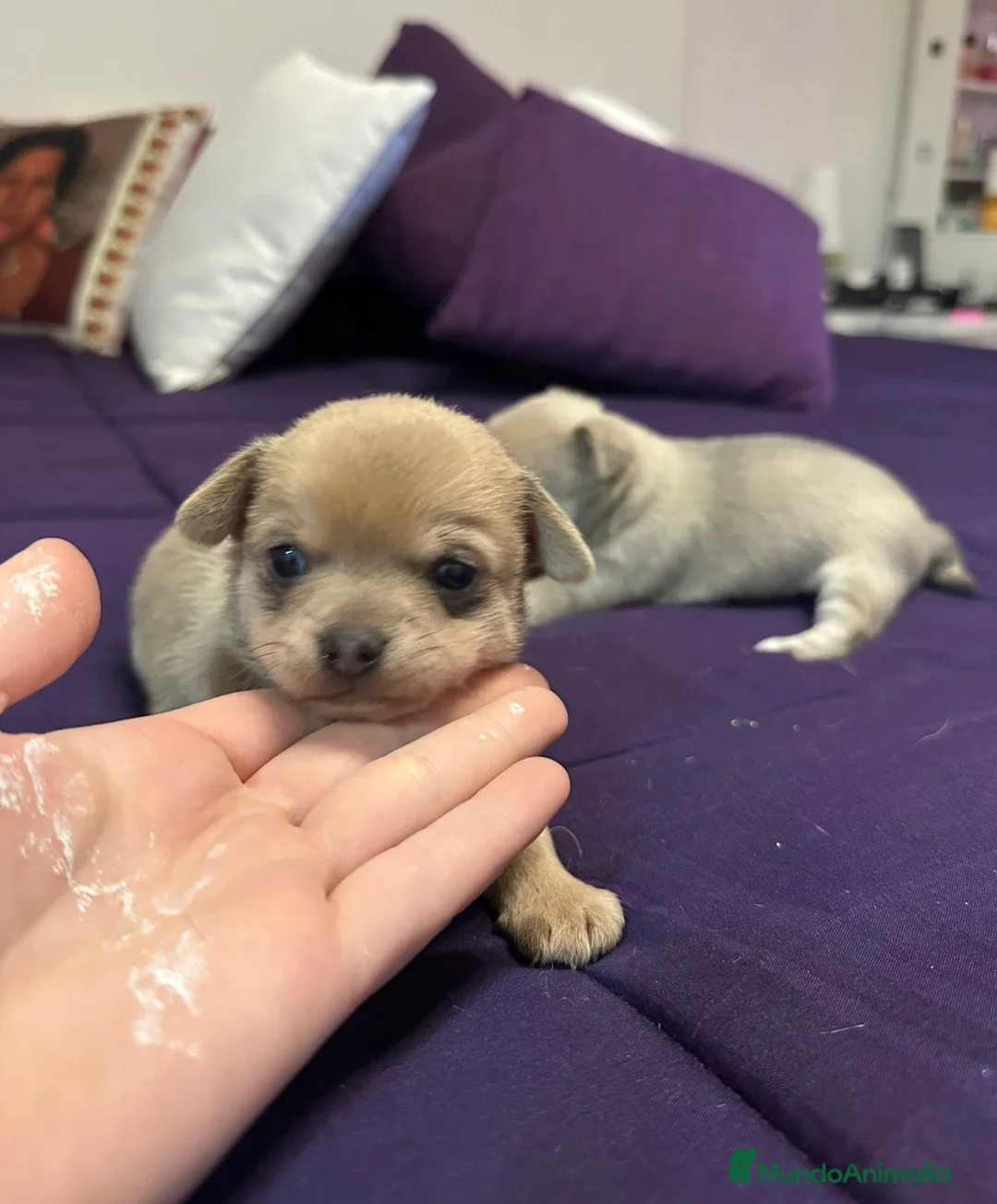 Chihuahua perros en venta: CHIHUAHUA¡NO TE QUEDES SIN EL TUYO!🐶🐾 en Córdoba - Anuncio 2