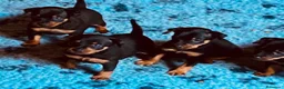 Pinscher Miniatura perros en venta: Pinscher miniatura - Anuncio 3