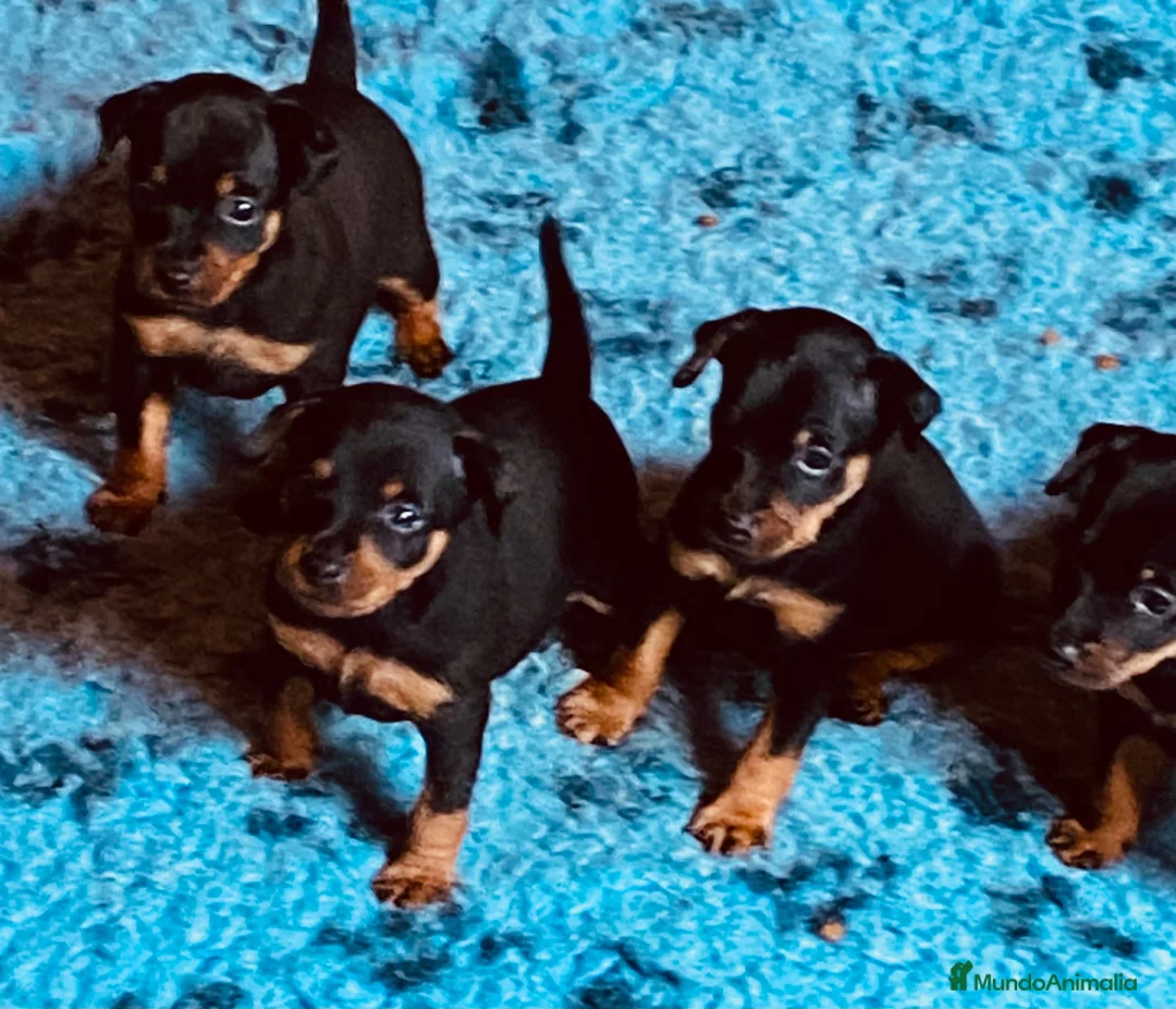 Pinscher Miniatura perros en venta: Pinscher miniatura - Anuncio 2