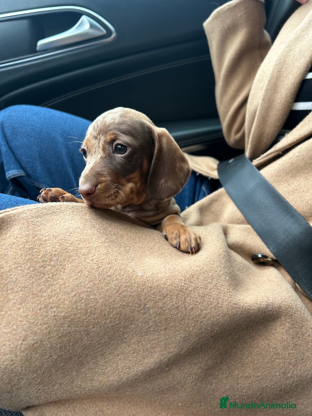 Teckel Miniatura perros en venta: teckel arlequin chocolate - Imagen 8