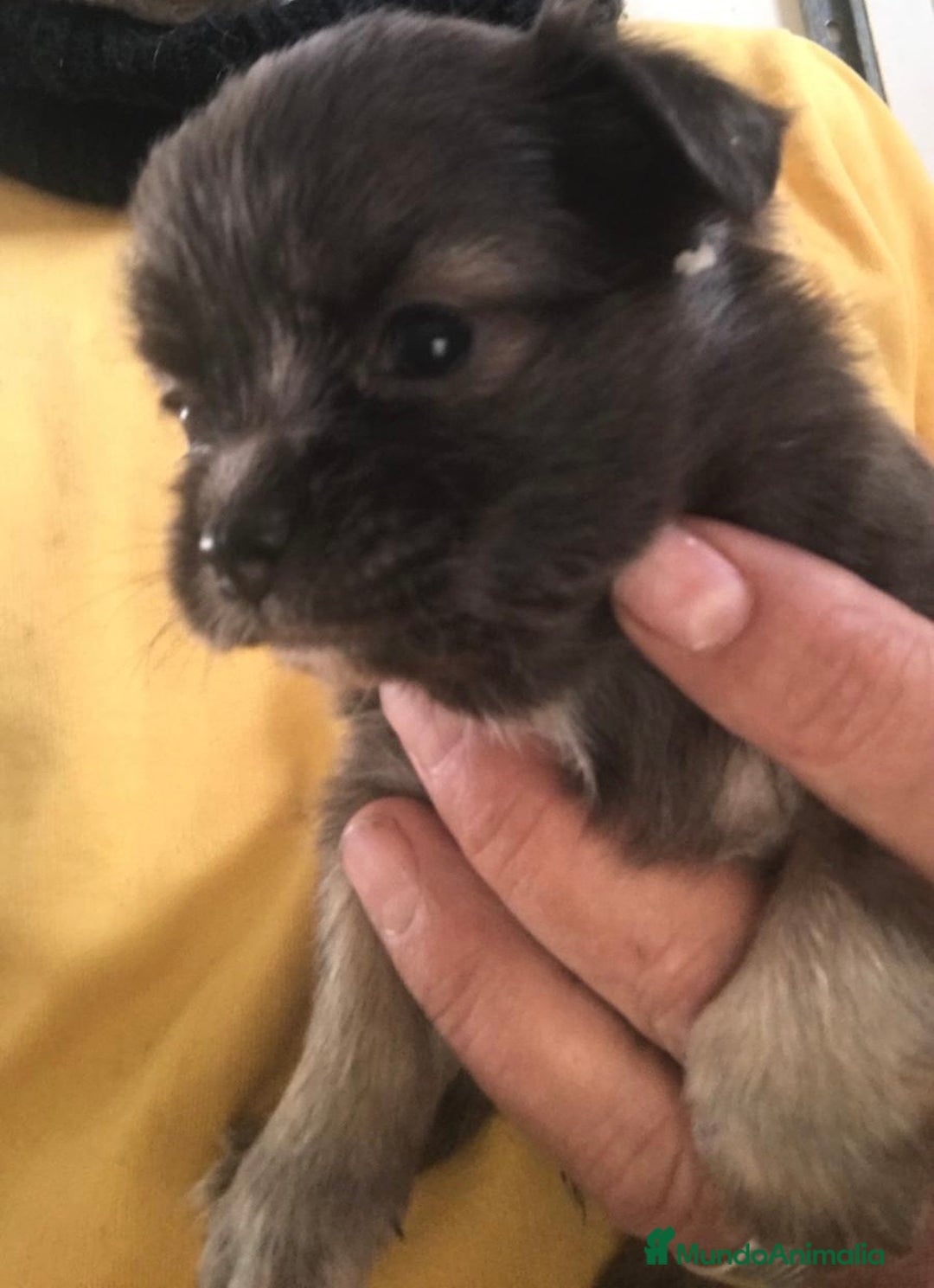 Chihuahua perros en venta: Preciosos chihuahuas toy  - Anuncio 6