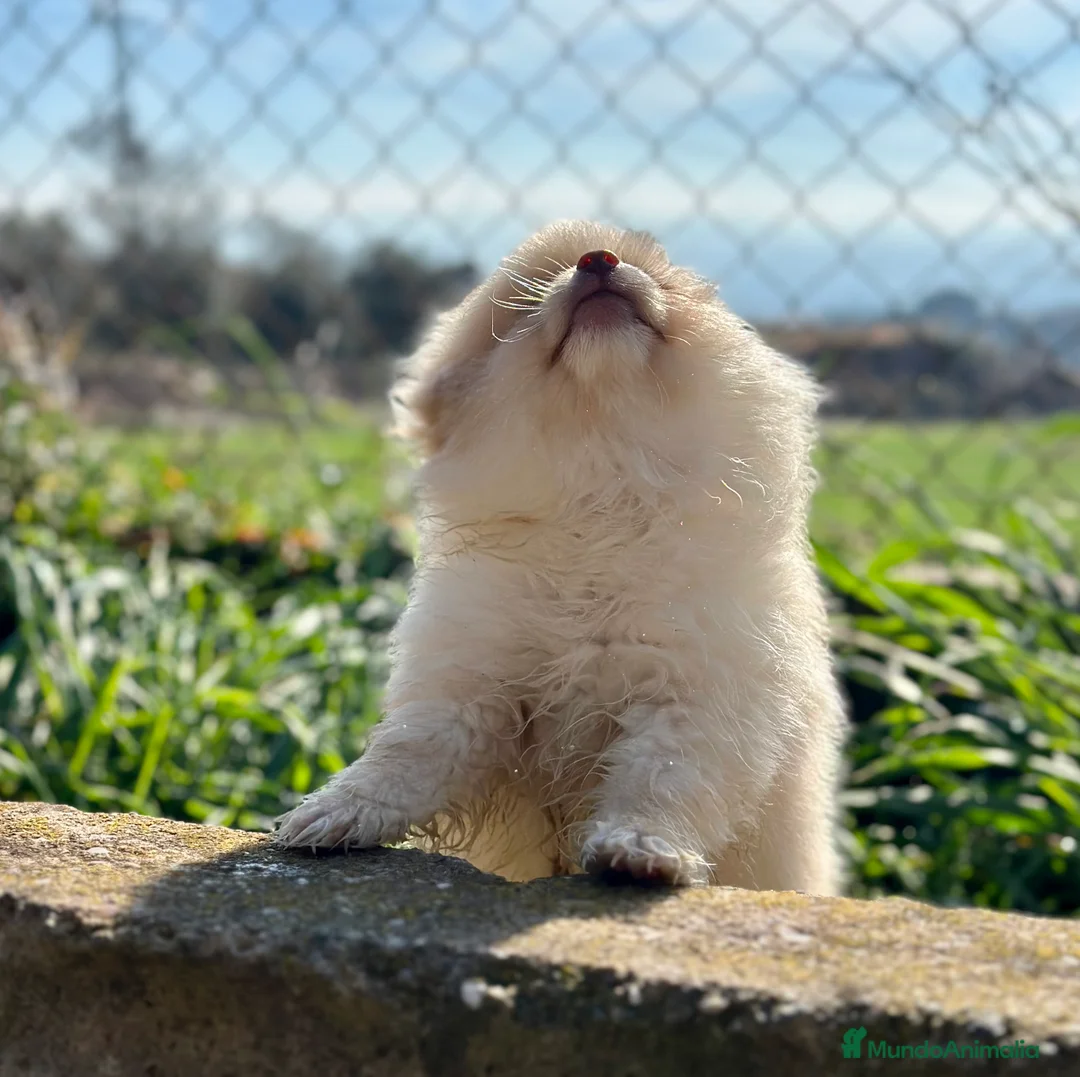 Pomerania perros en venta: POMERANIA HEMBRA CREMA OJOS VERDES en Barcelona - Anuncio 3