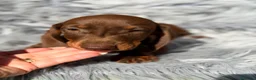 Teckel Miniatura perros en venta: Teckel chocolate - Anuncio 4