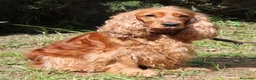 Cocker Spaniel Inglés perros en venta: Cocker Spaniel ingles Dorados  - Anuncio 2