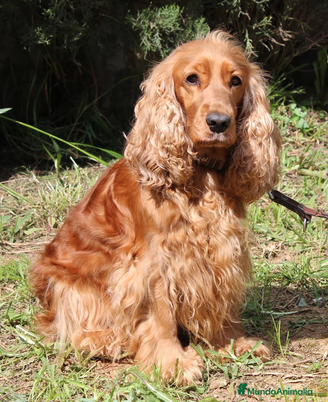 Cocker Spaniel Inglés perros en venta: Cocker Spaniel ingles Dorados  - Anuncio 2
