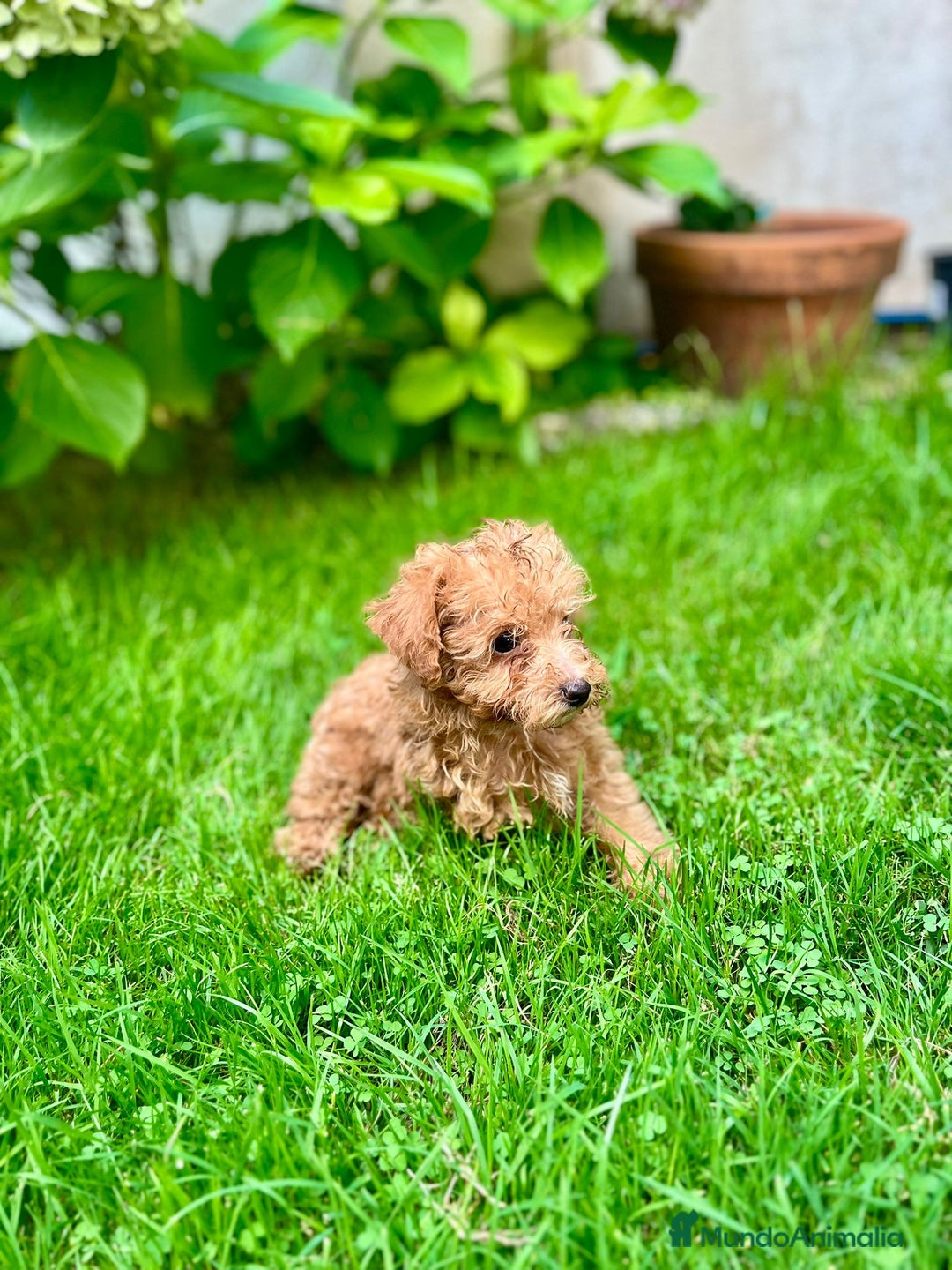 Caniche Toy perros en venta: Caniche toy - Anuncio 6