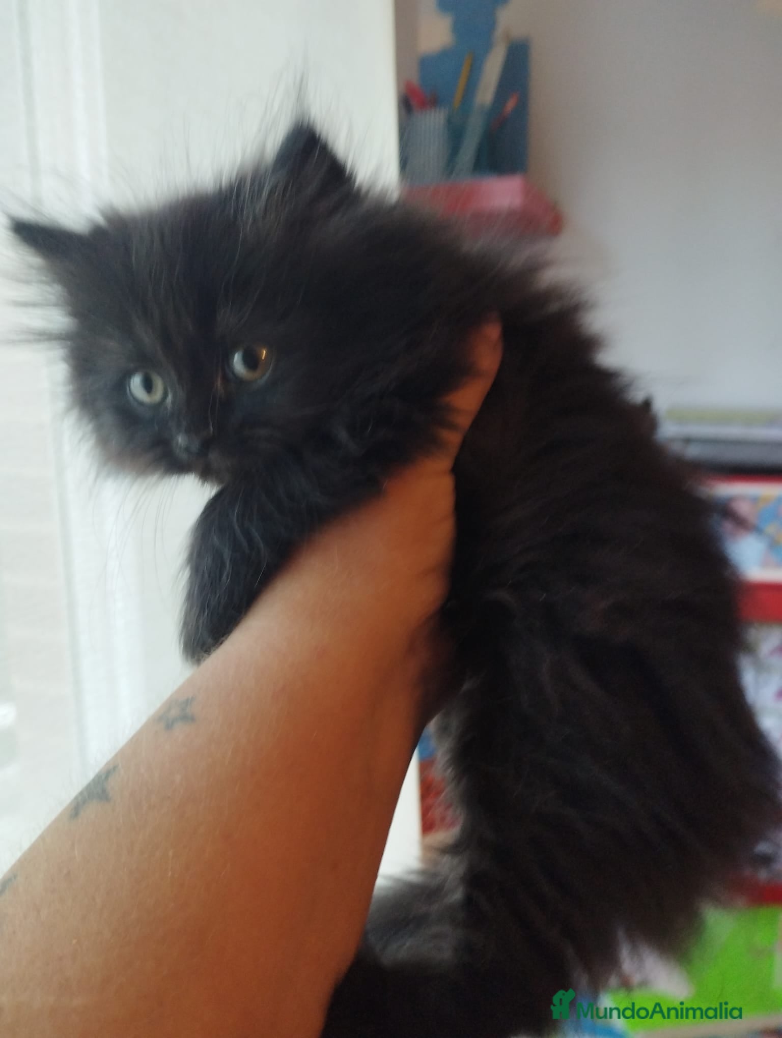 Persa gatos Macho Persa negro en Madrid - Anuncio 2