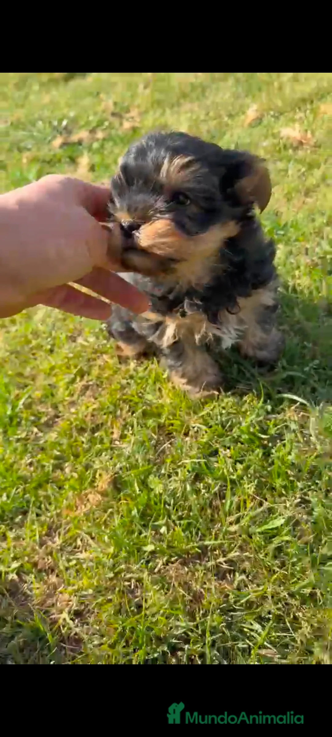 Yorkshire Terrier perros en venta: Macho de Yorsay Toy disponible  - Anuncio 2