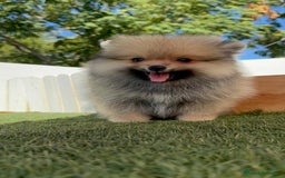 Pomerania perros en venta: POMERANIA - Imagen 21