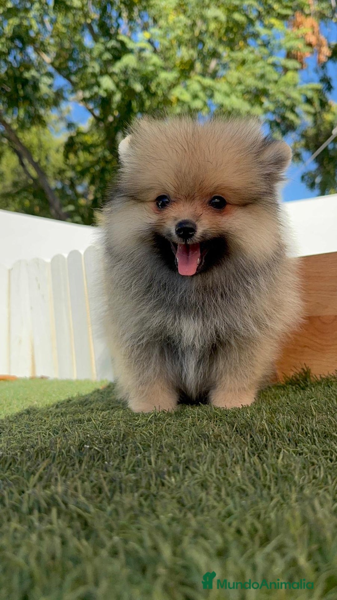 Pomerania perros en venta: POMERANIA - Imagen 21