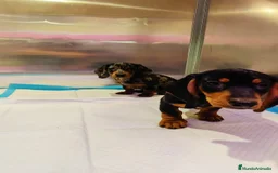 Teckel Miniatura perros en venta: Teckel mini - Imagen 3